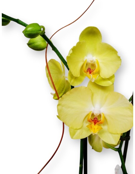 Orquidea AMARILLa