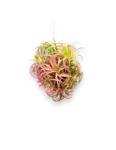 Planta del aire, clavel del aire.  Plantas para colgar. Tillandsia