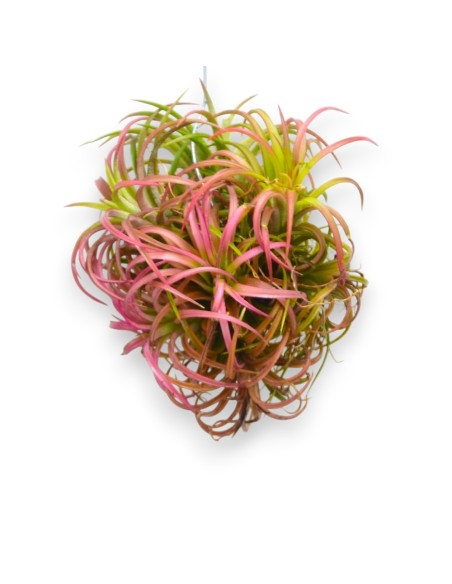 Planta del aire, clavel del aire.  Plantas para colgar. Tillandsia