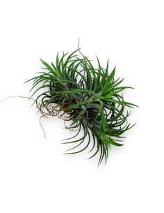 Planta del aire, clavel del aire.  Plantas para colgar. Tillandsia