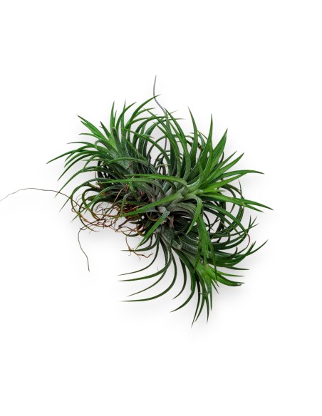Planta del aire, clavel del aire.  Plantas para colgar. Tillandsia