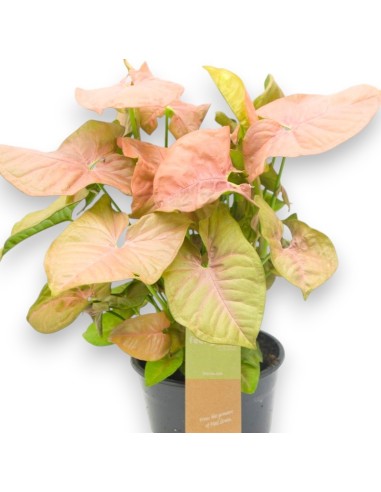 Comprar Syngonium Pink Heart, plantas originales de color para envío.