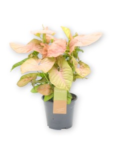 SYNGONIUM PINK HEART