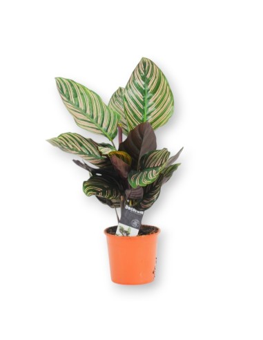 CALATHEA ORNATA