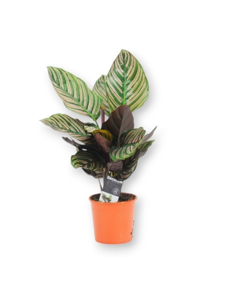 CALATHEA ORNATA