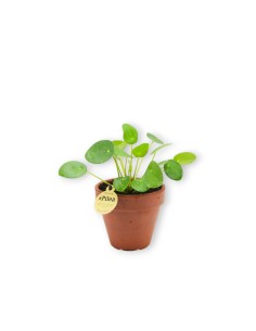 Pilea peperomioides mini, planta del dinero china.