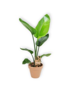 STERLITZIA NICOLAI. planta ave del paraiso