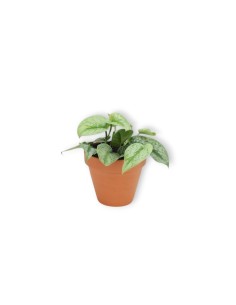 SCINDAPSUS PICTUS TREBIE