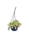 SEDUM BURRITO