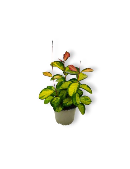 Hoya Carnosa Tricolor