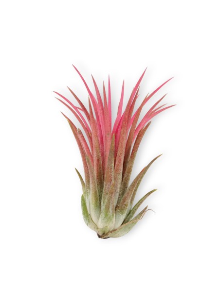 Planta del aire, clavel del aire.  Plantas para colgar. Tillandsia