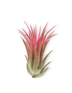 Planta del aire, clavel del aire.  Plantas para colgar. Tillandsia