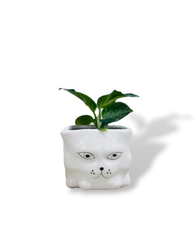Comprar mini aglaonema con maceta divertida