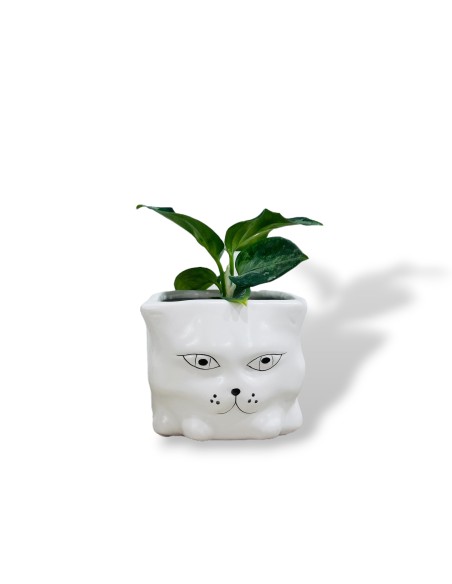 Comprar mini aglaonema con maceta divertida
