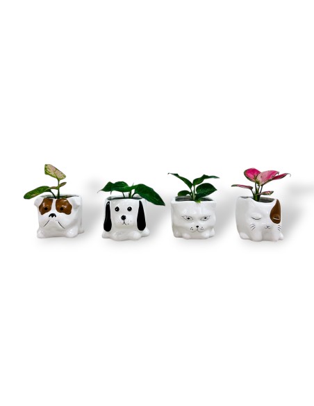 Comprar mini aglaonema con maceta divertida