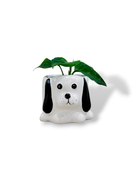 Comprar mini aglaonema con maceta divertida