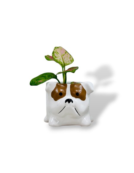 Comprar mini aglaonema con maceta divertida