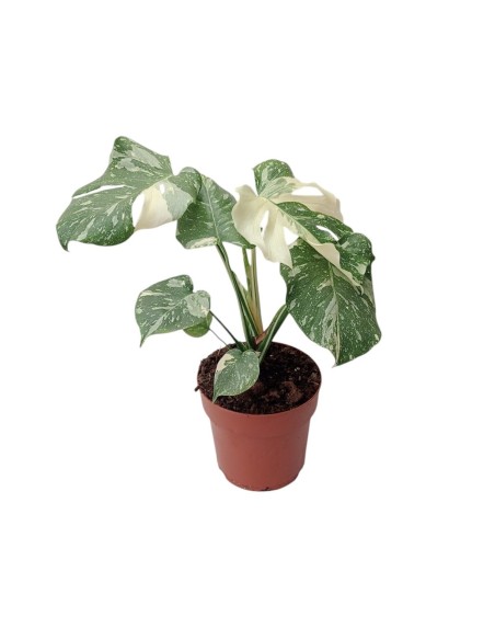 Monstera albo varigata, planta de monstera, cuidados de la monster variegata. comprar monstr coleccionista.