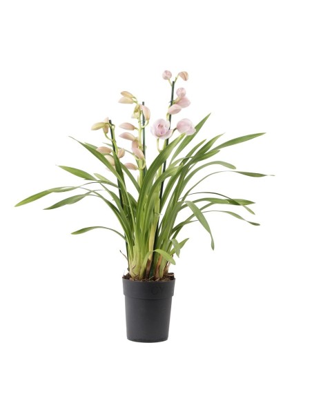 CYMBIDIUM