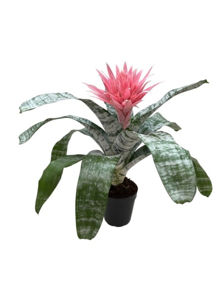 Planta Aechmea Primera rosa