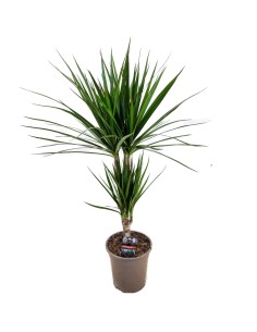 Dracaena Marginata