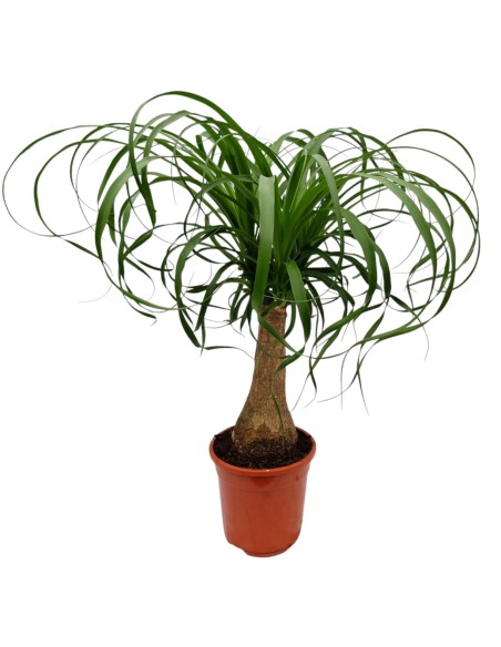 Comprar beaucarnea recurvata. Pata de elefante. Con envio a domicilio.