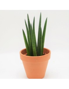 Plantas purificadoras del aire: Sanseviera cilindrica. 2