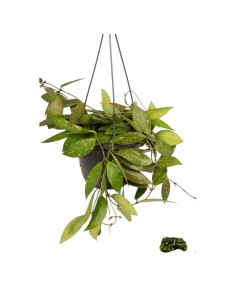 Comprar planta de hoya carnosa, con envío 24h.  Flor de porcelana.
