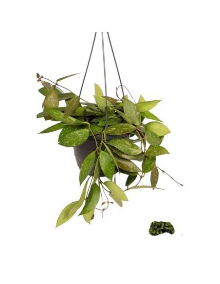 Comprar planta de hoya carnosa, con envío 24h.  Flor de porcelana.
