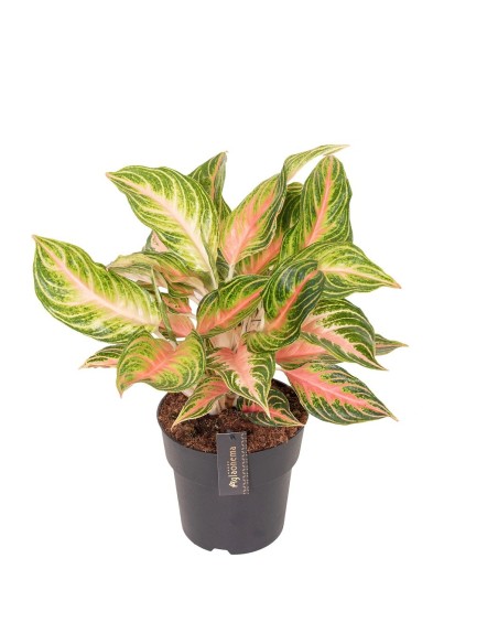 AGLAONEMA EYECATCHER (19)