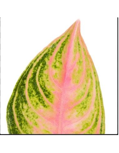 AGLAONEMA EYECATCHER (19)