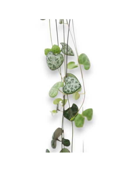 CEROPEGIA WOODII COLGADOR PLANTA DEL ROSARIO