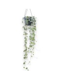 CEROPEGIA WOODII COLGADOR