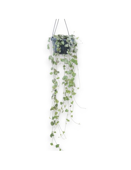 CEROPEGIA WOODII COLGADOR