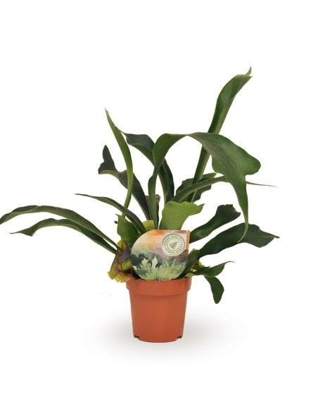 Platycerum bifurcatum, planta del cuerno de alce. Comprar para envio.