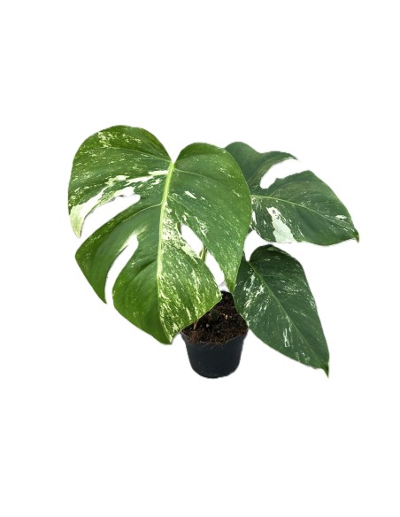 Monstera albo varigata, planta de monstera, cuidados de la monster variegata. comprar monstr coleccionista.