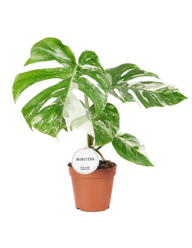Monstera albo varigata, planta de monstera, cuidados de la monster variegata. comprar monstr coleccionista.