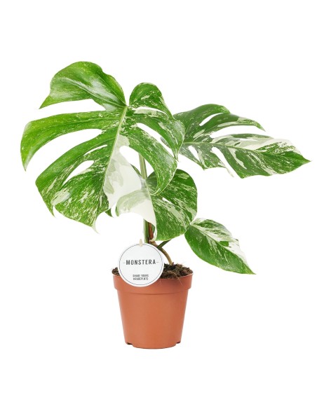 Monstera albo varigata, planta de monstera, cuidados de la monster variegata. comprar monstr coleccionista.