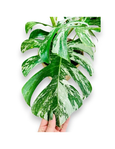 Monstera albo varigata, planta de monstera, cuidados de la monster variegata. comprar monstr coleccionista.