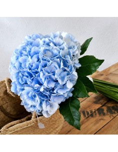ramo de novia con hortensias azules. 2