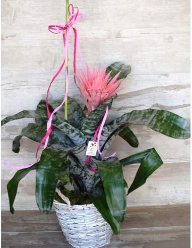 AECHMEA ROSA