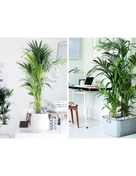 PLANTAS PARA OFICINAS