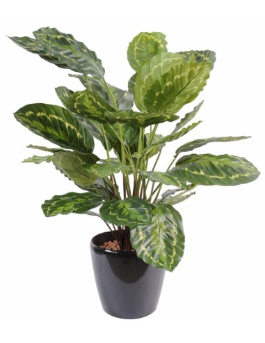 Planta Calathea