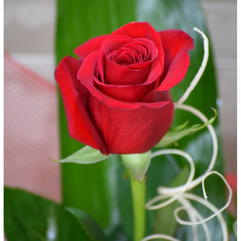 Una rosa con amor