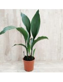 ASPIDISTRA PLANTA