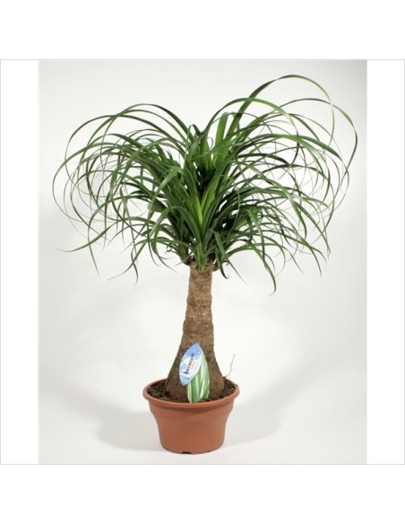 BEAUCARNEA RECURVATA