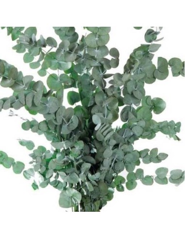 EUCALIPTUS PRESERVADO