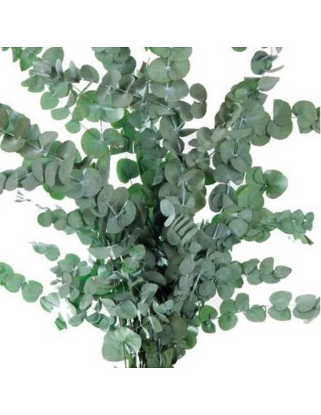 EUCALIPTUS PRESERVADO