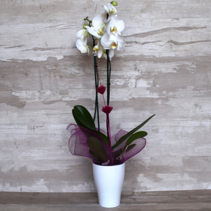 Orquídea Phalenopsis 7deflors