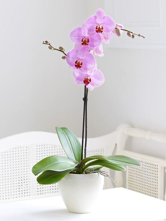 cuidado de los phalaenopsis 7 de flors